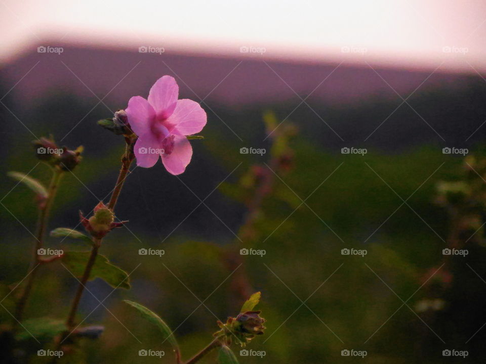 Small pink flower on bushes