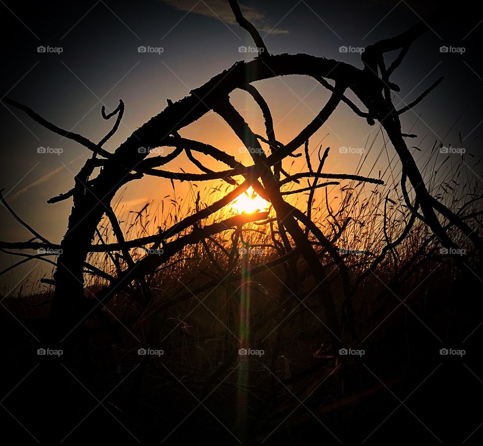 Sunrise through a dead tree 