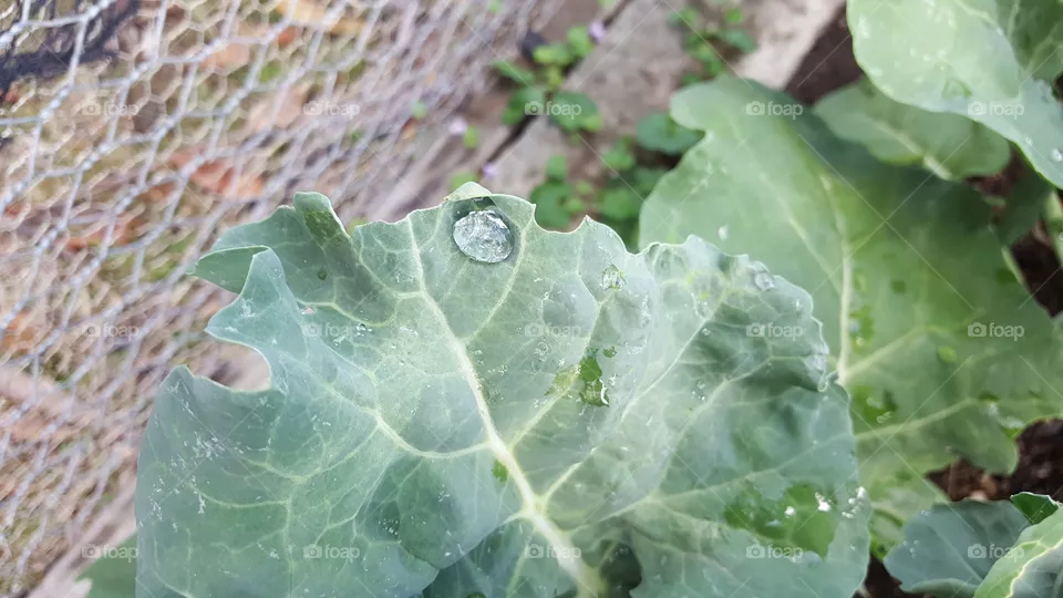 water drop