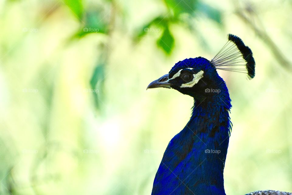 peacock male