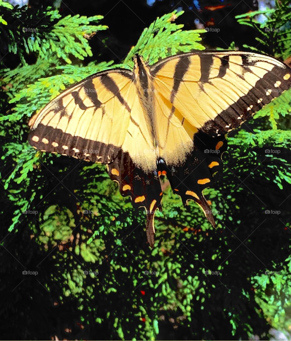 Beautiful yellow butterfly enjoying the sun. 