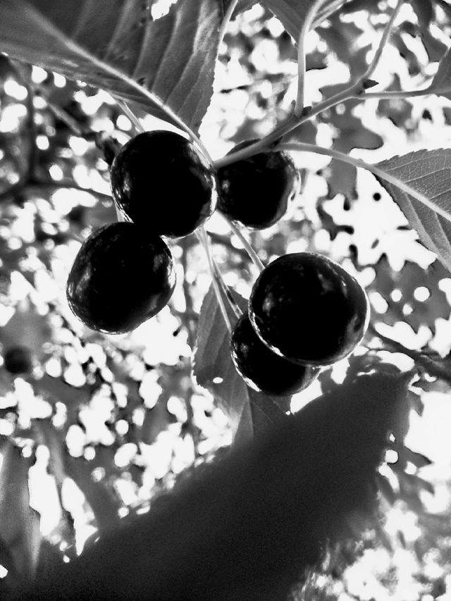 cherry