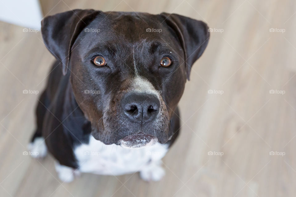 Dog begging for food by starring at you with his puppy eyes 