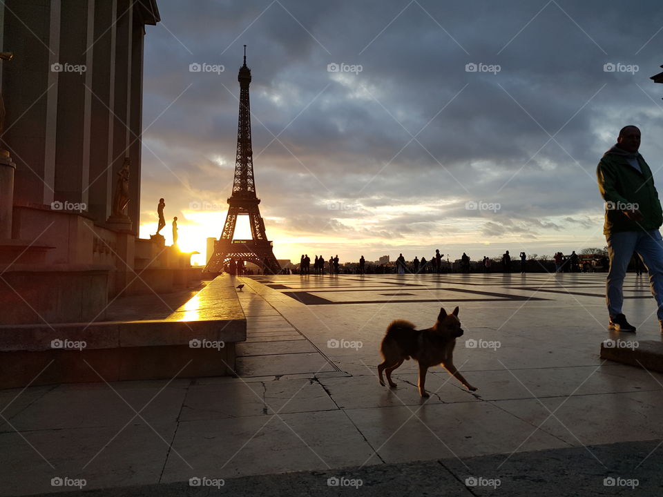 Small dog in front of the Eiffel tower in the morning.