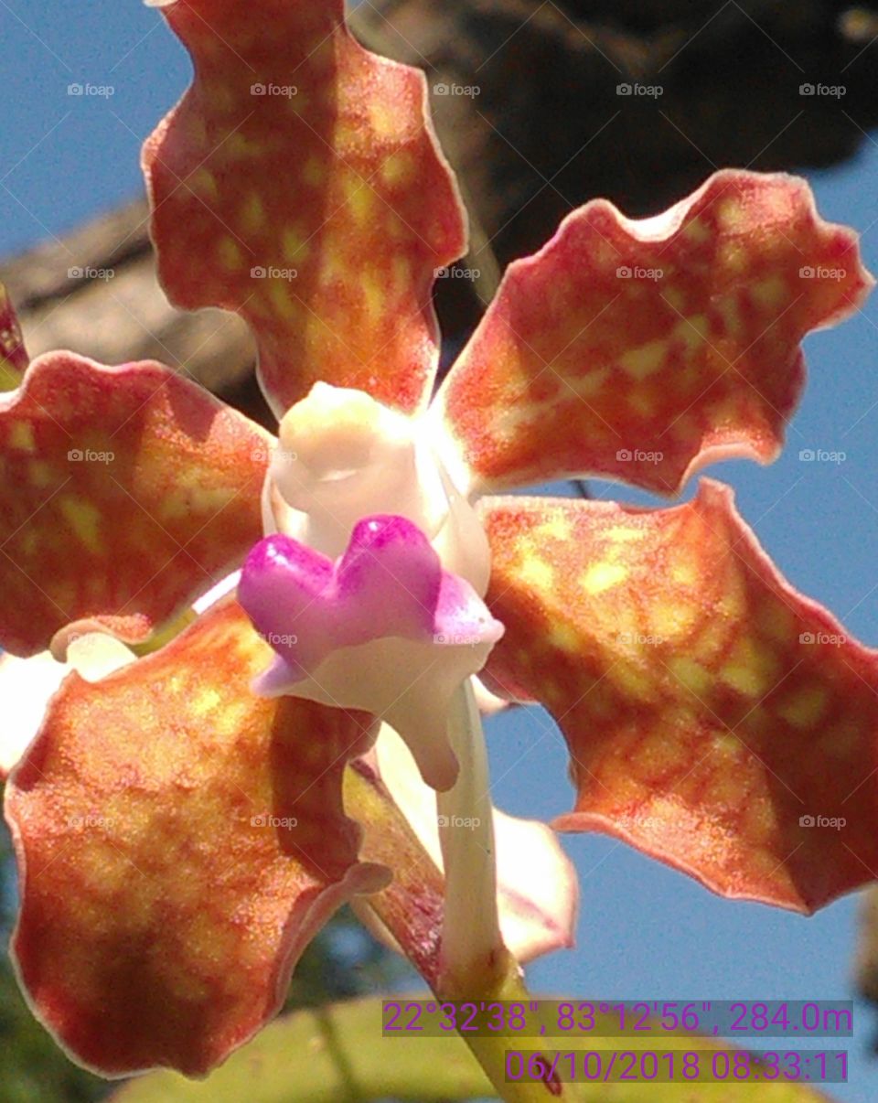 this is a very nice flowers in the forest of tree good colors.
