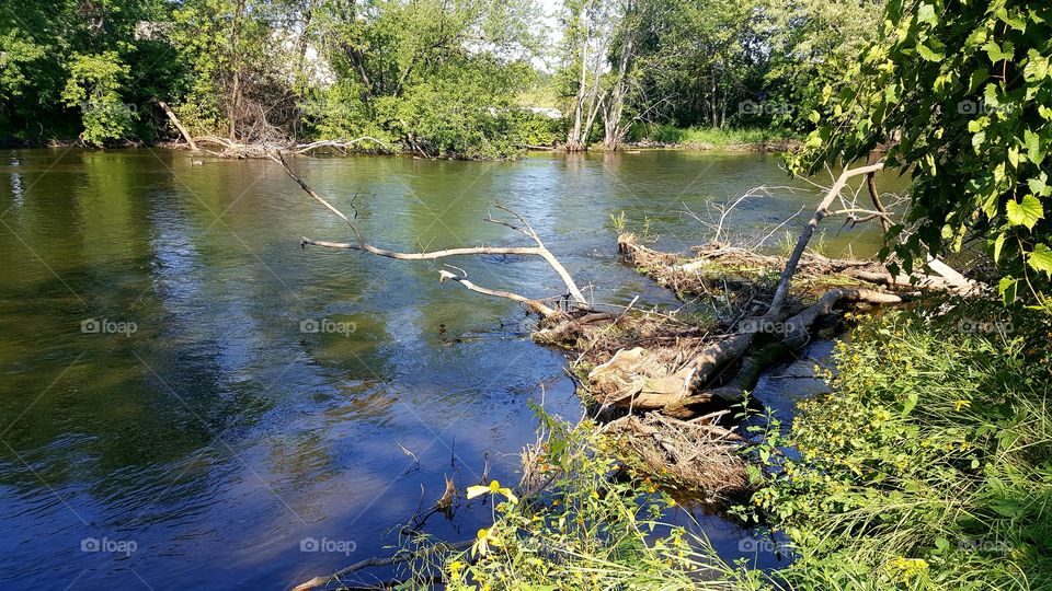 River with fallen tree and dead