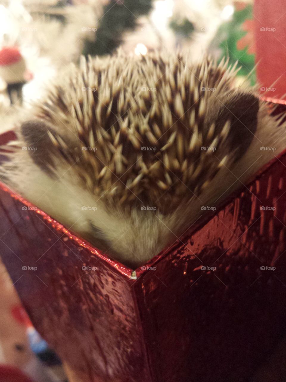 Hedgehog in box