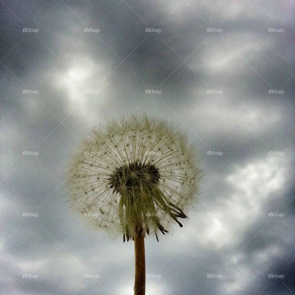 Dandelion
