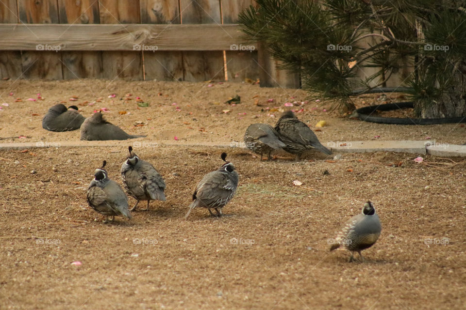 Flock of quail