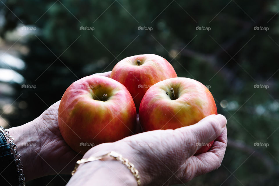 Woman hands holding three apples