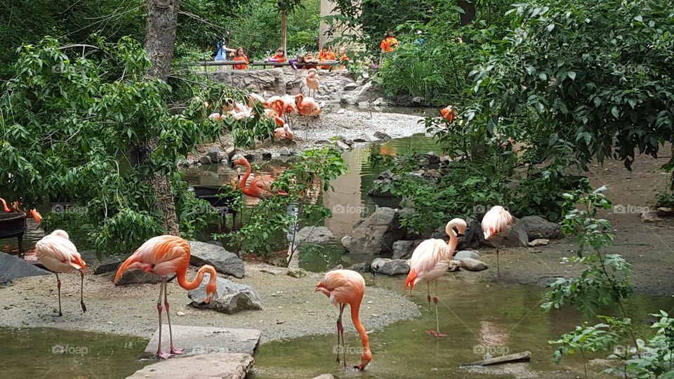 Flamingo Island