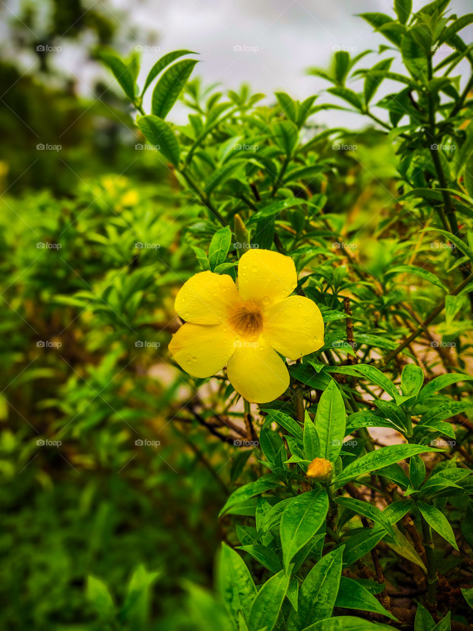 very sweet and attractive flower