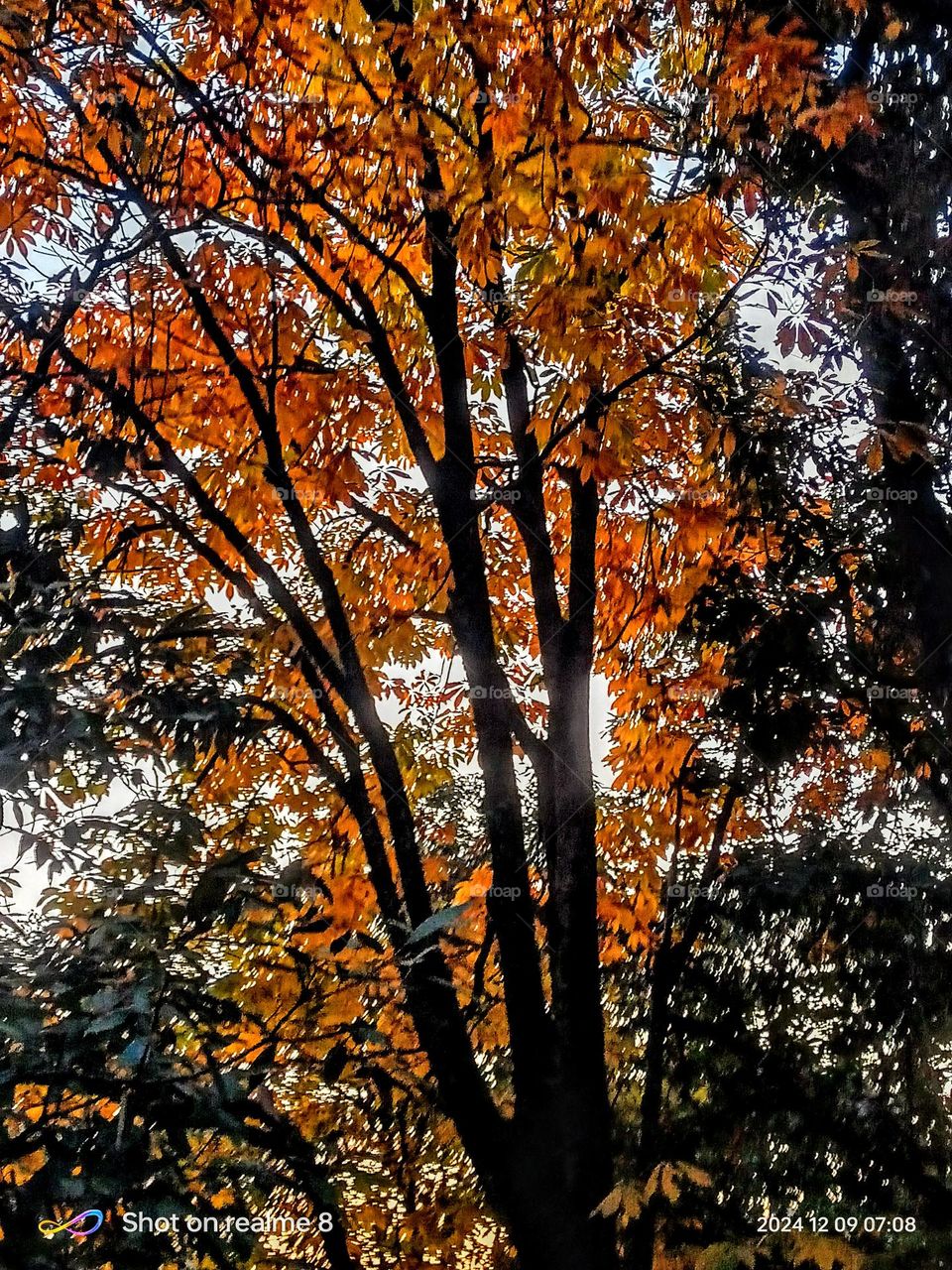 Upload the photo of the month December