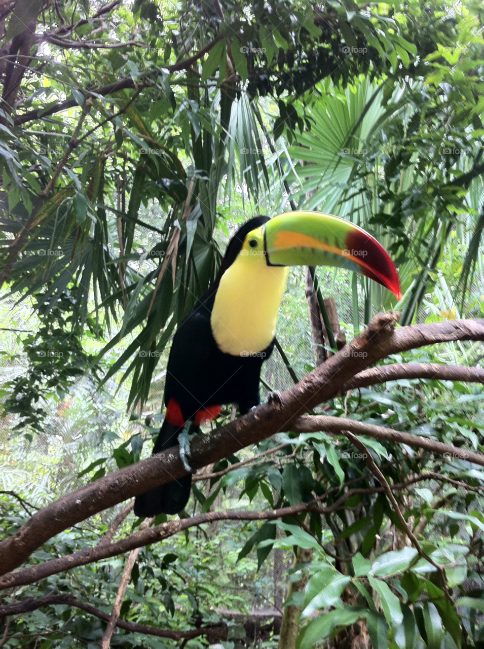 Mexican Toucan . While on holiday in Mexico I came across this little guy, he was fun to watch while he tried to eat a lime 