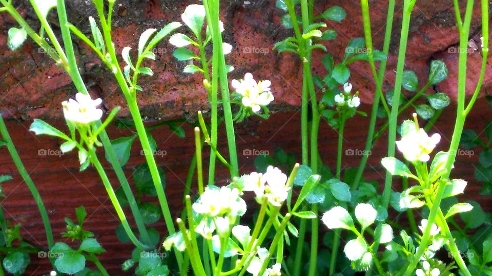 Flower, Nature, Garden, Leaf, Growth