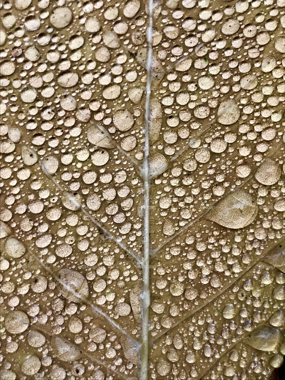 Leaf and raindrops 