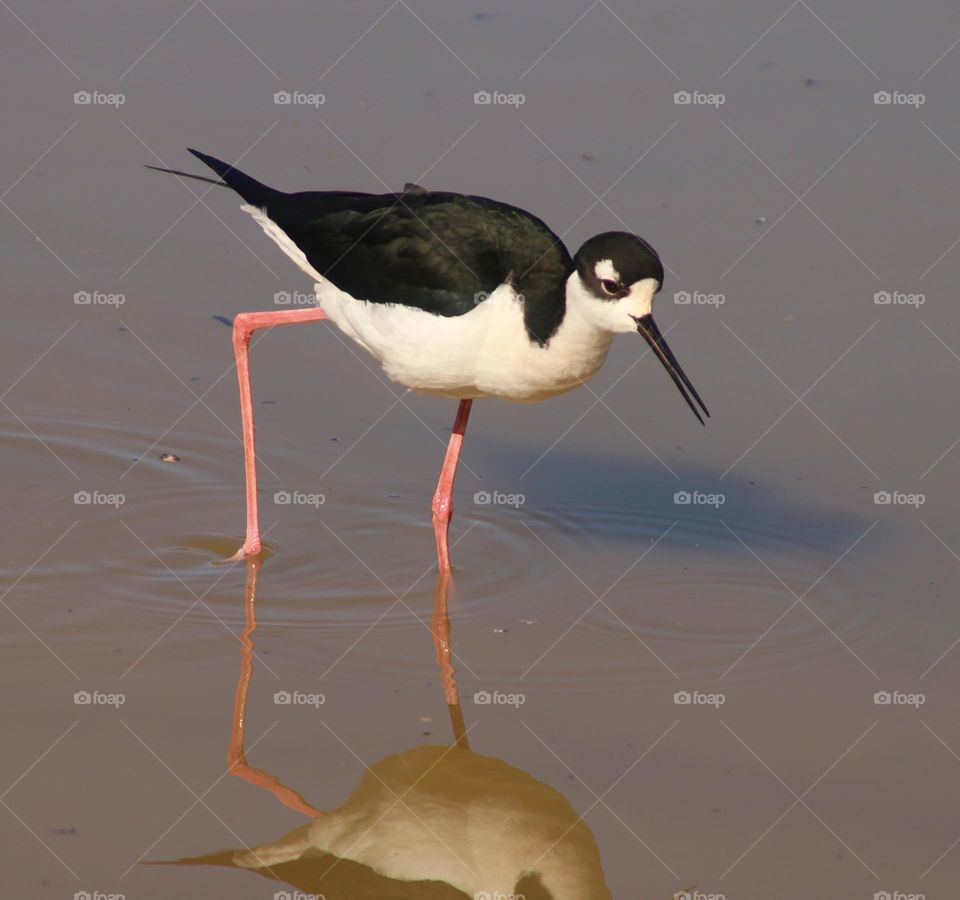 Stilt Wading in Water
