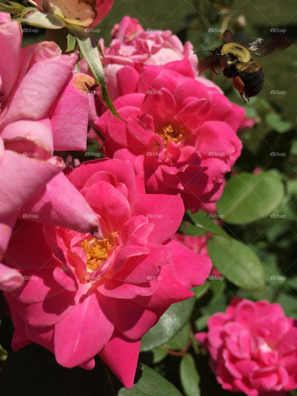 Bumblebee in flight