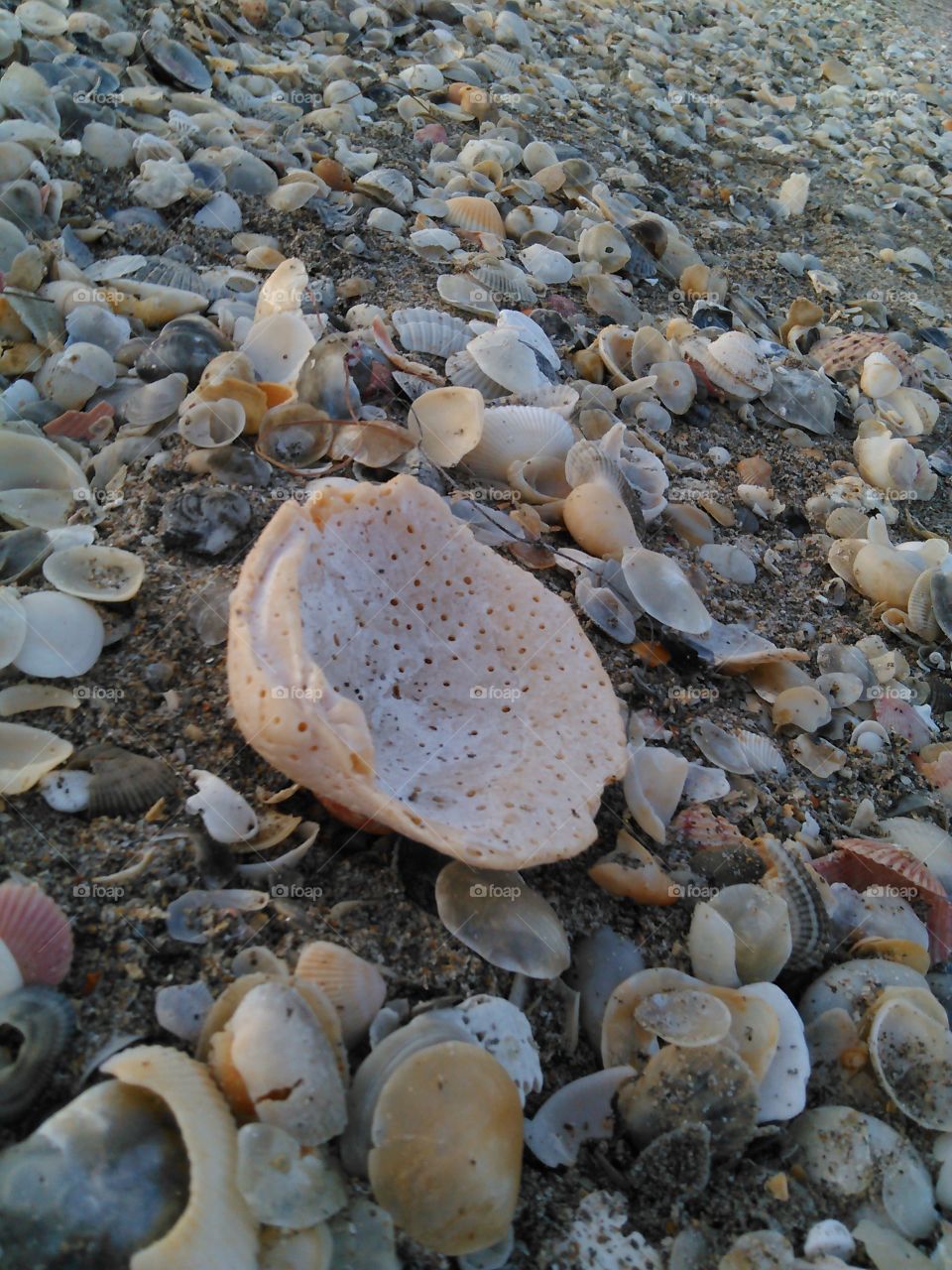 Shells...