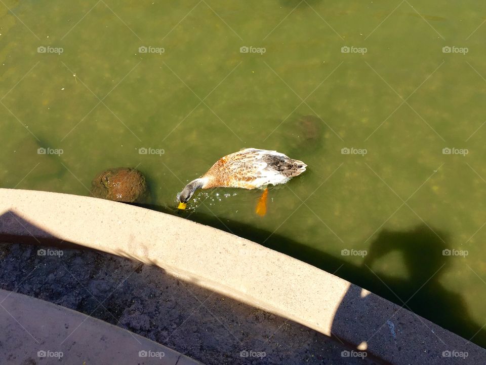 My favorite duck in the pond. 
Love ducks. Love waters. They are good combinations. Ducks are cute, calm, and peaceful. 