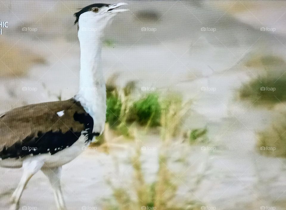 a bird in the australian desert