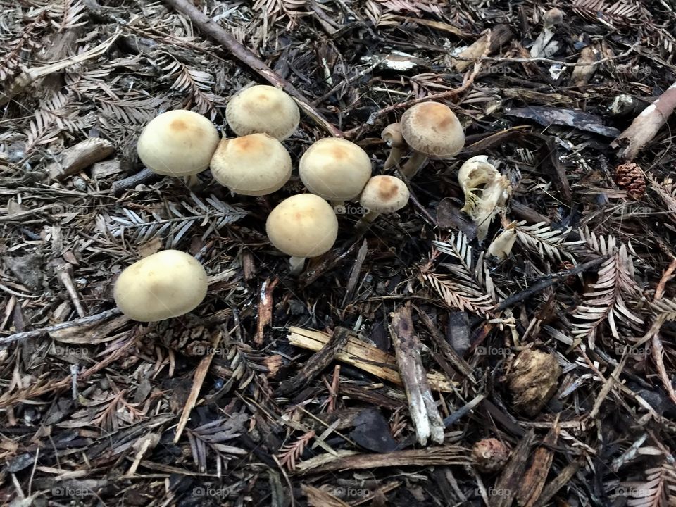 A cluster of mushrooms on the forest floor of a redwood grove.