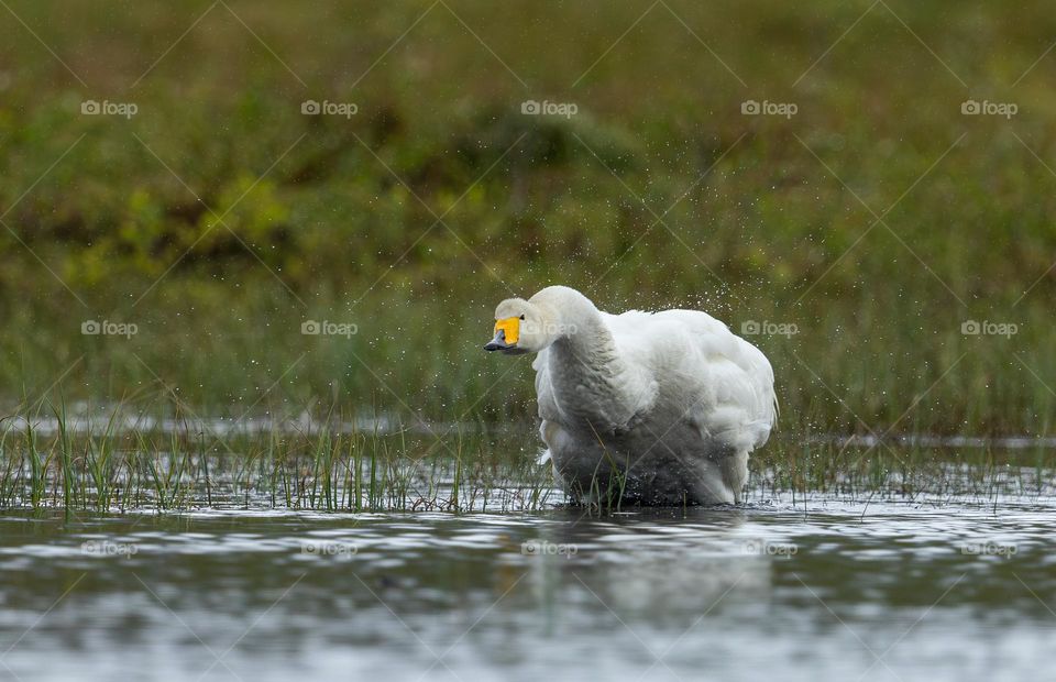 Wet svan shakes off the water