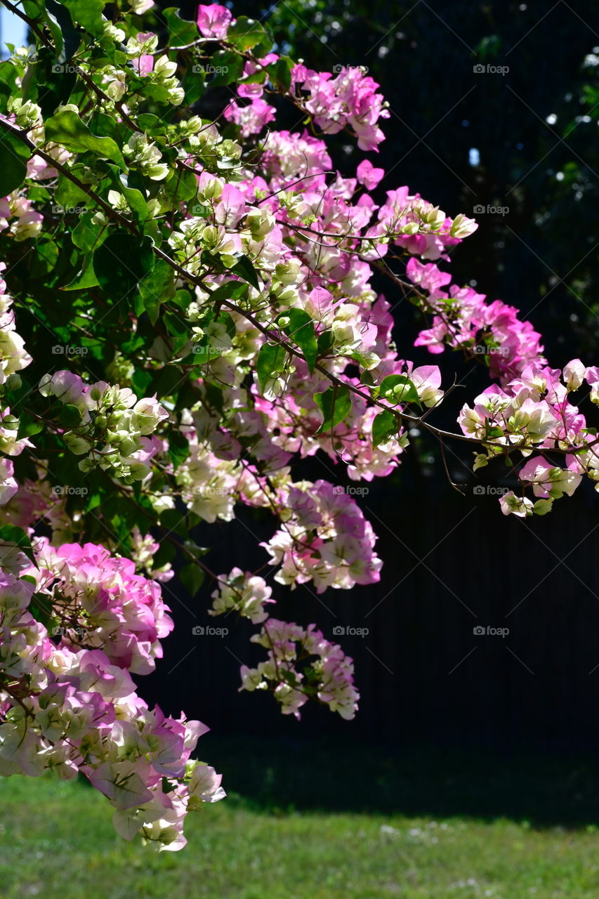Pink flowers