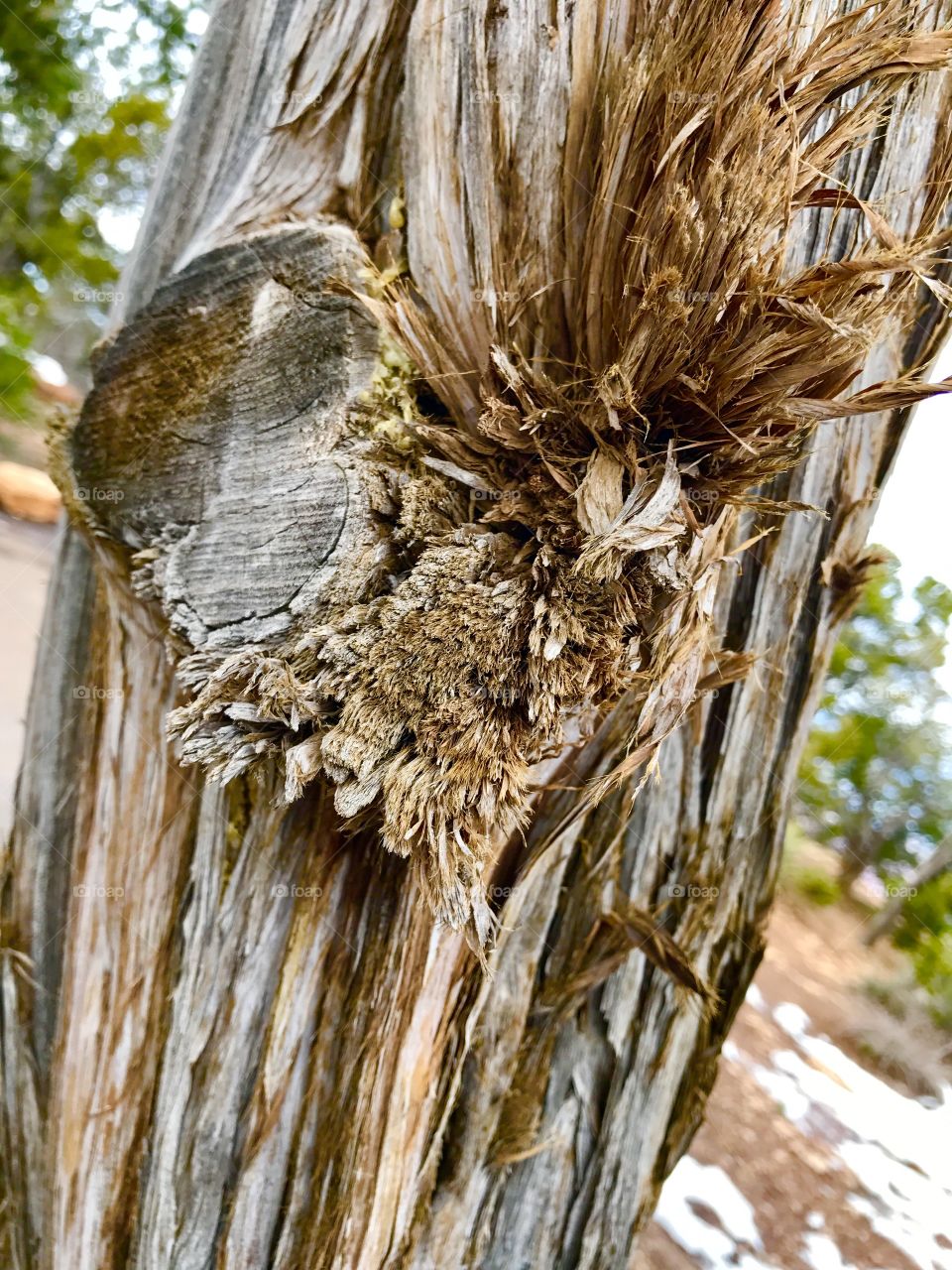 Broken Tree Trunk