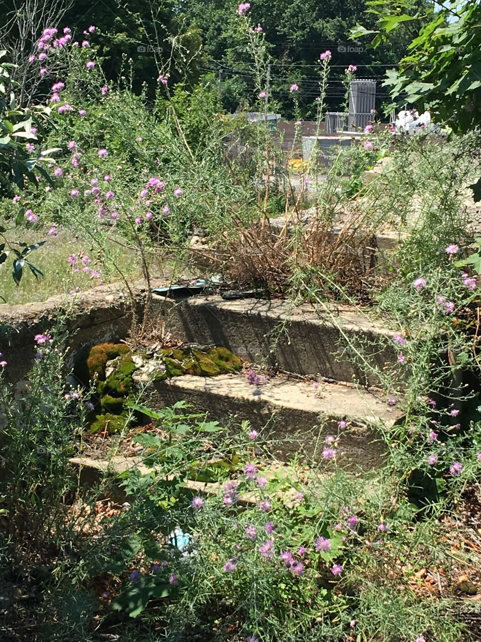 Old overgrown cement stairway to landing at an abandoned old supply house! They supplied grain, animal feed by rail, also plumbing & heating supplies. It eventually burned down! Now it's covered in vines & wildflowers.🍃🌸🌾