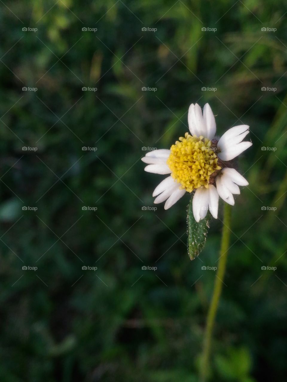 Little flower​ yellow​