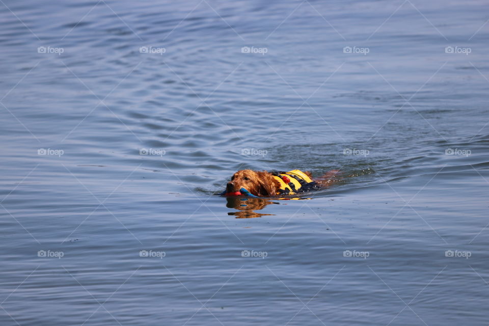 Dog swim Ming in the ocean 