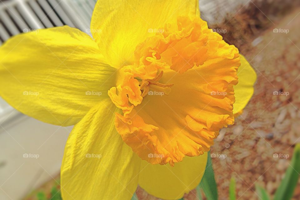Daffodil. Single daffodil in full bloom in Spring (Milford, MA USA)