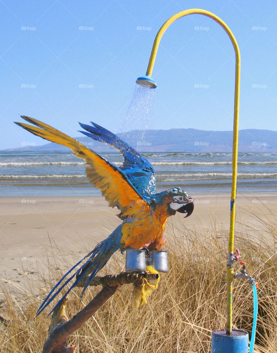 Parrot taking a shower on the beach.