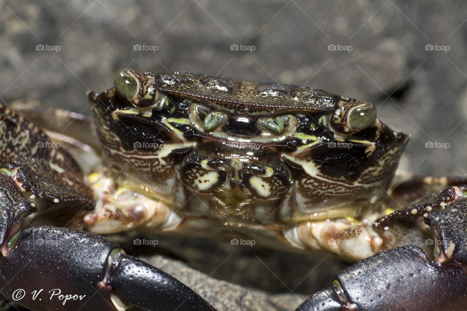 Marbled rock crab