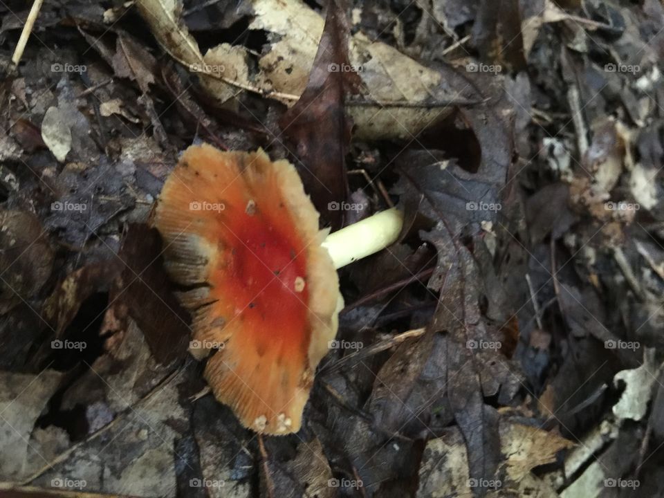 Small orange mushroom 