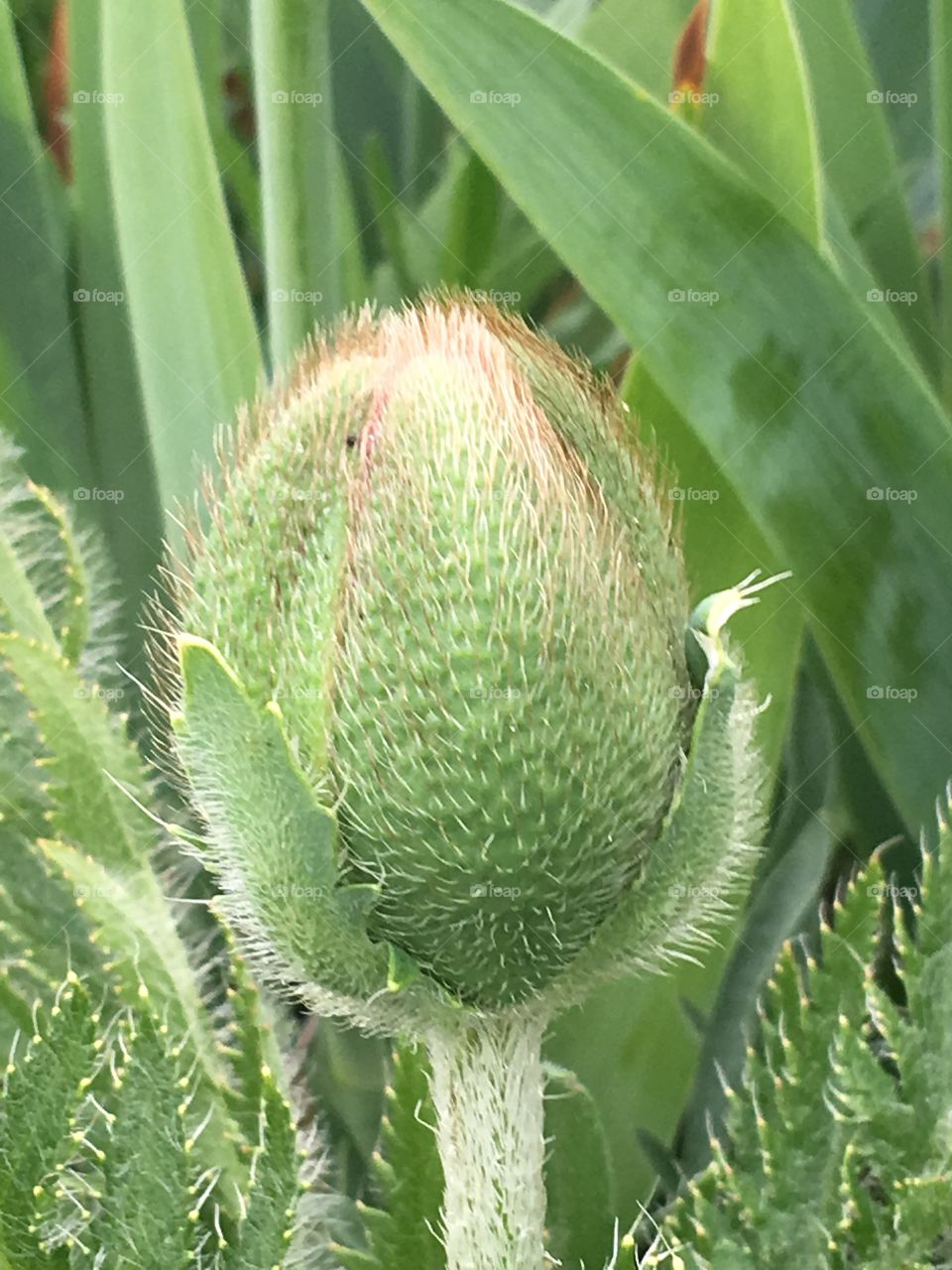 Poppy bud