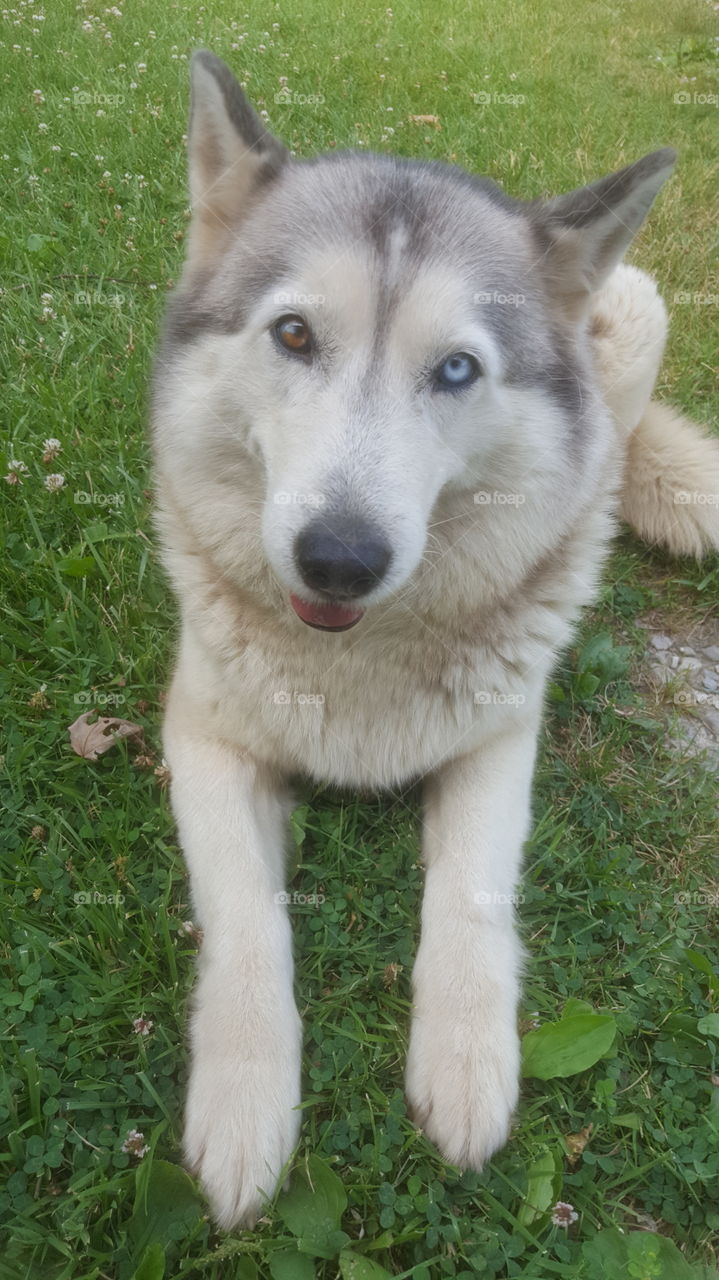 husky dog