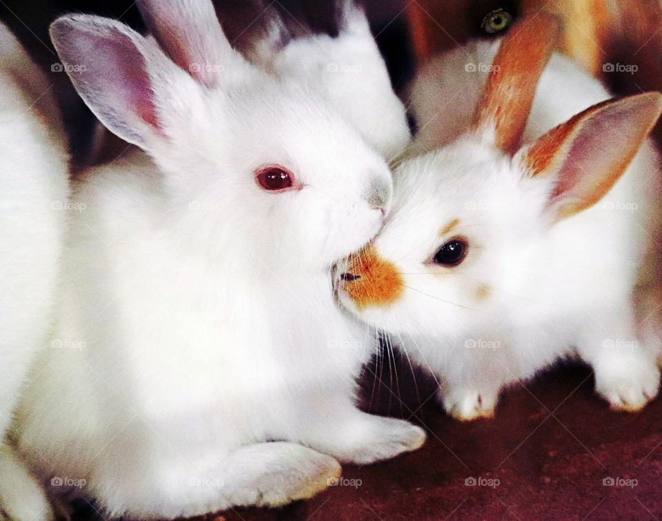 Baby bunny siblings being cozy