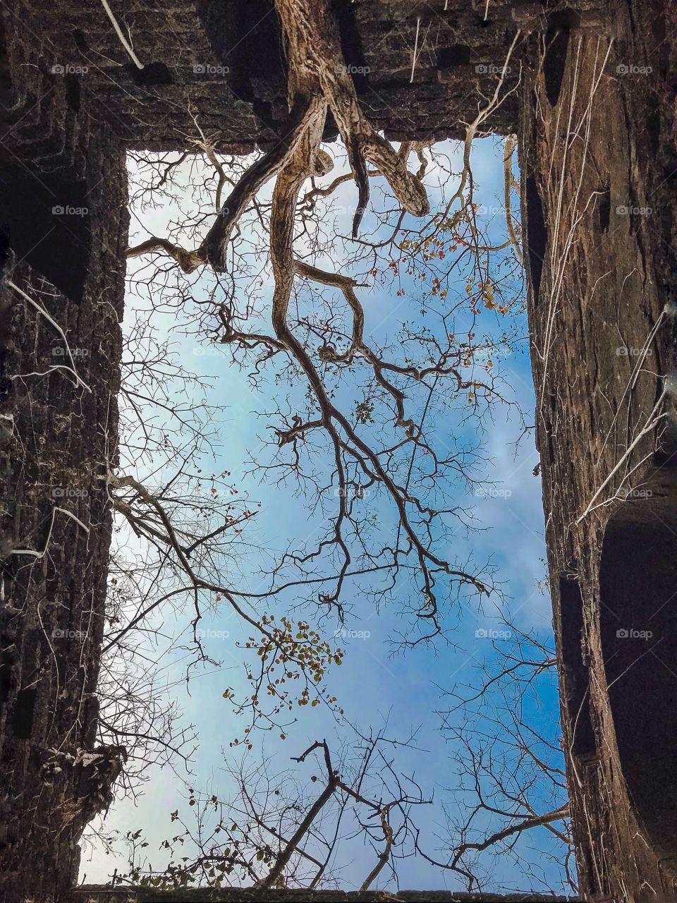 Rectangle, sky, blue sky, trees 