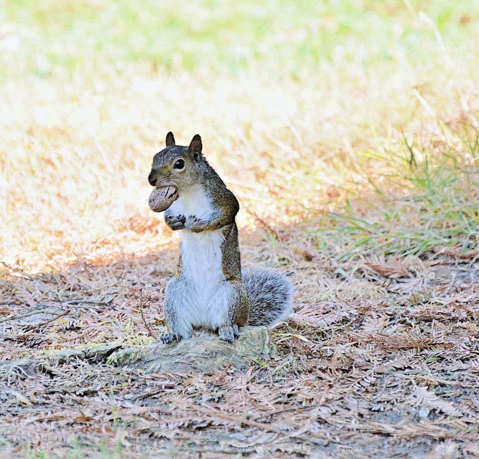 autumn squirrel gathering nuts for the Winter