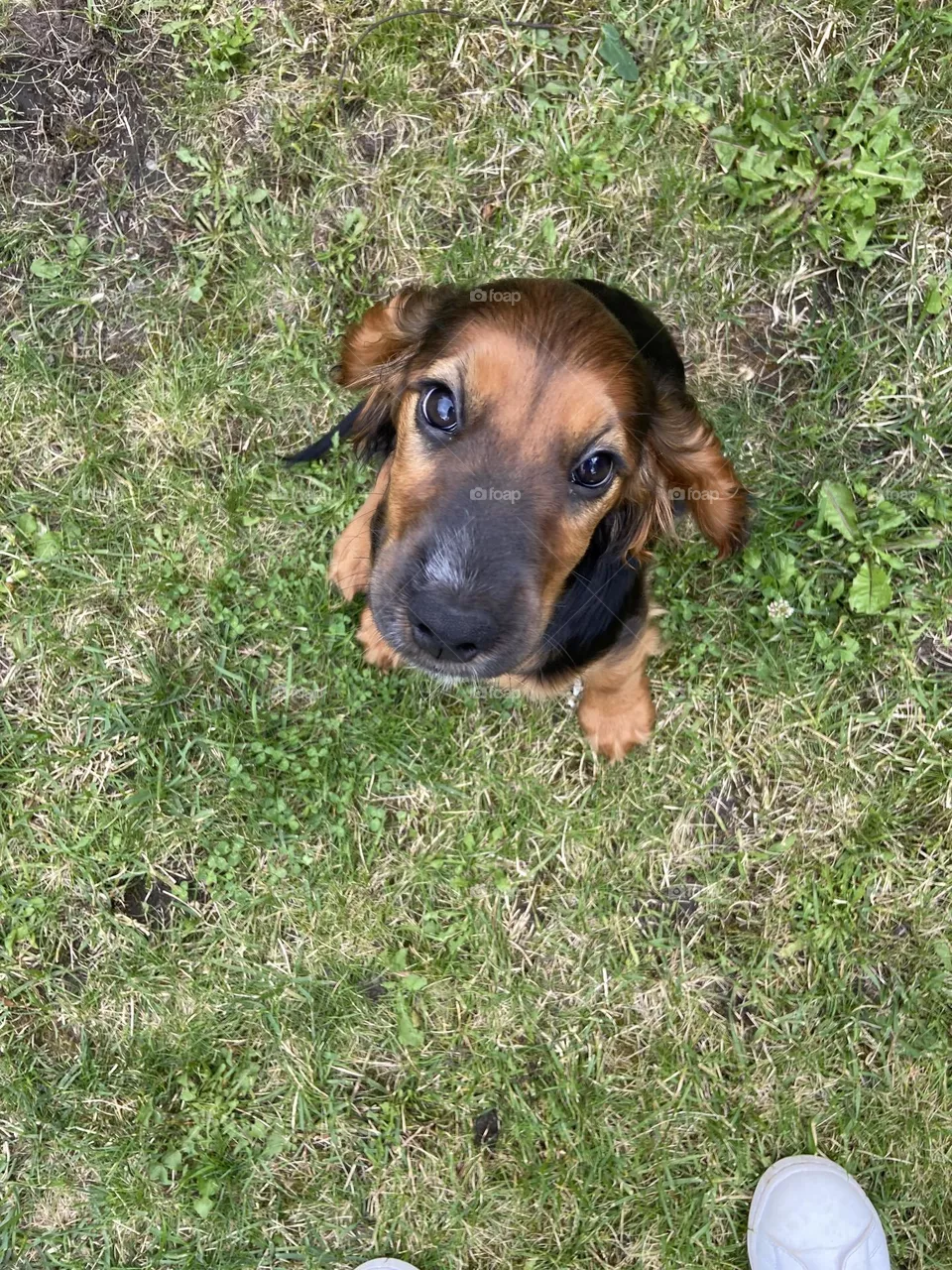 Coucou