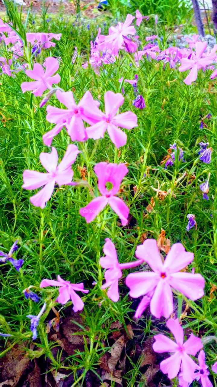 spring. flowers. beauty