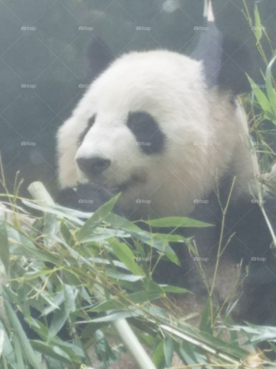how cute is this panda from the Atlanta zoo