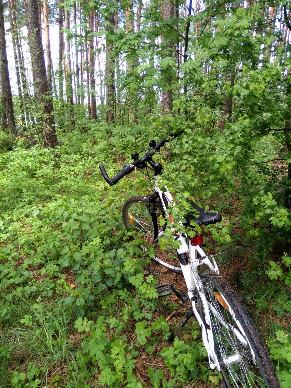 bike on a nature in the forest green background, spring and summer time