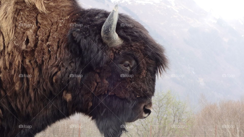 The Majestic Bison