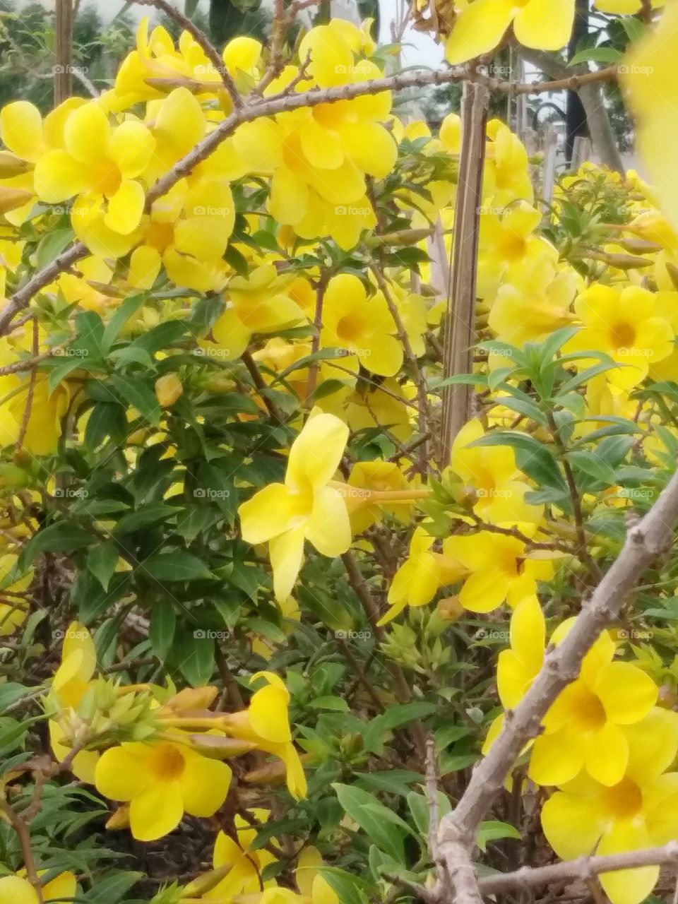 The Beautiful Yellow colour Flower