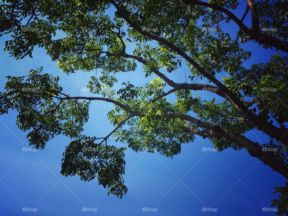 Trees branch with blue sky background 