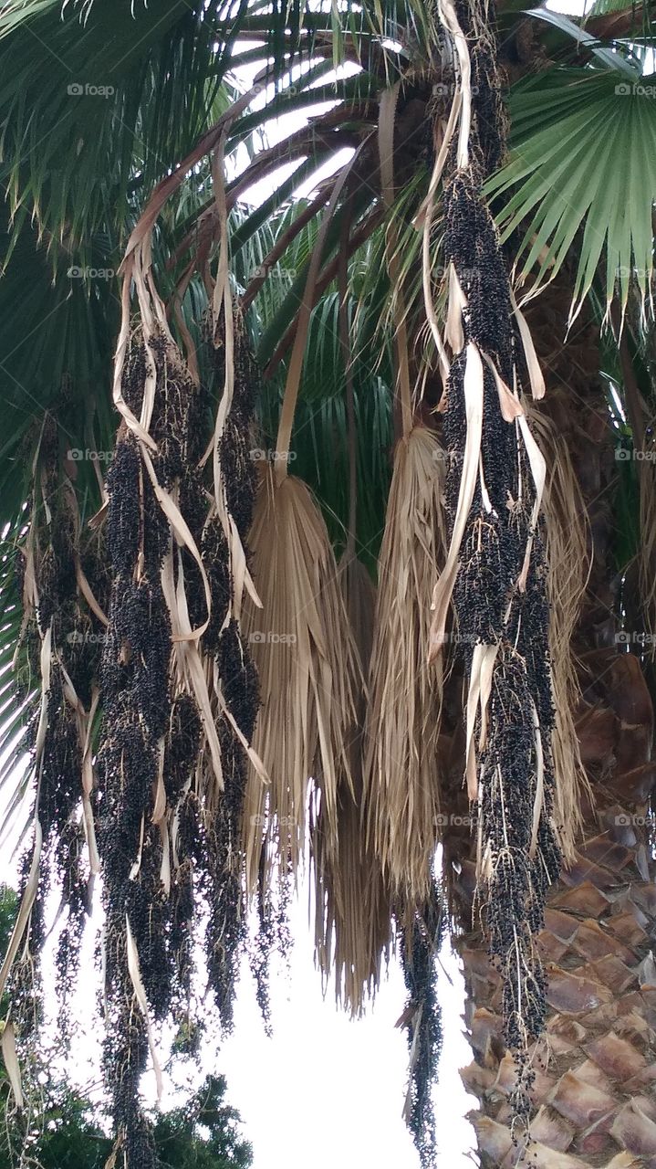 Palm tree seeds