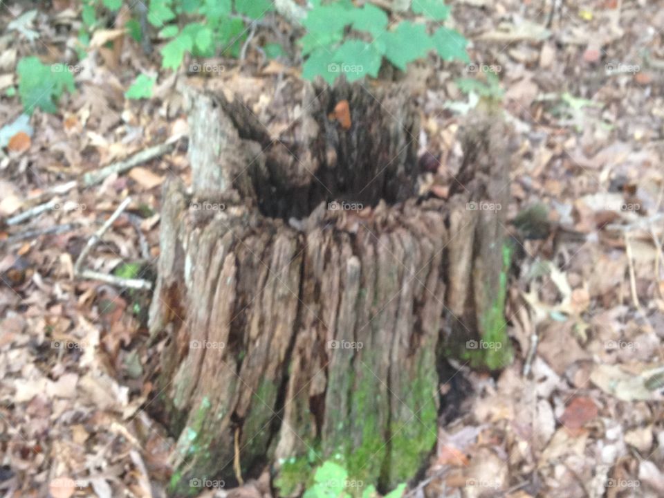Stump